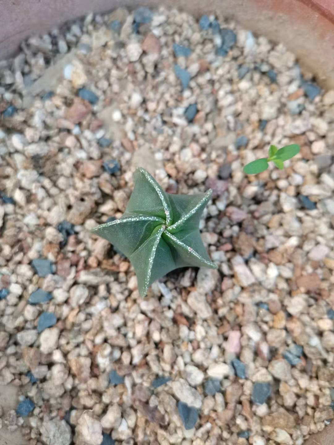 家牛的宠物龟、草金鱼、仙人球日志第201、202日