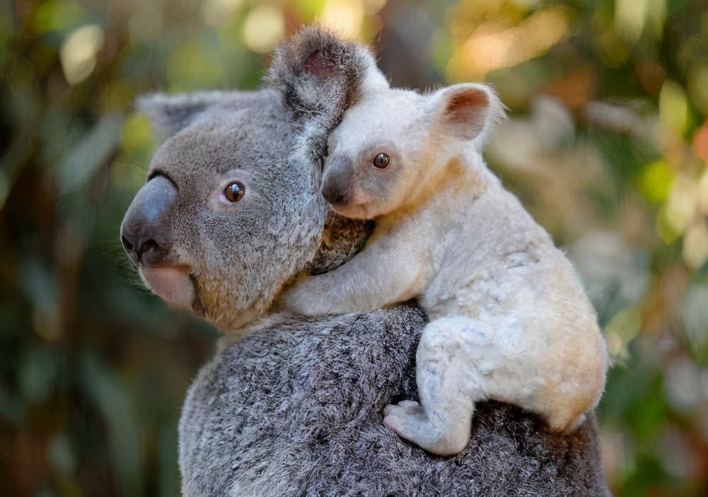 100个搞笑冷知识动物,奇葩动物冷知识你都知道哪几个