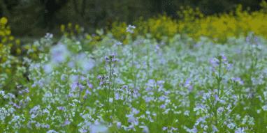 李子柒的鲜花视频,李子柒鲜花宴视频