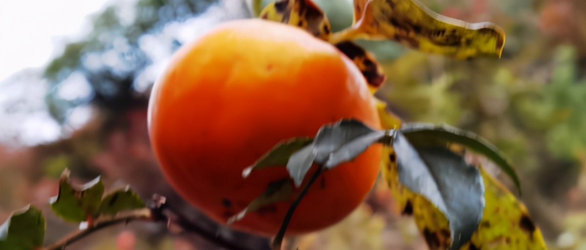 自由光2.0t驾驶感受,18年自由光2.4车主真实感受