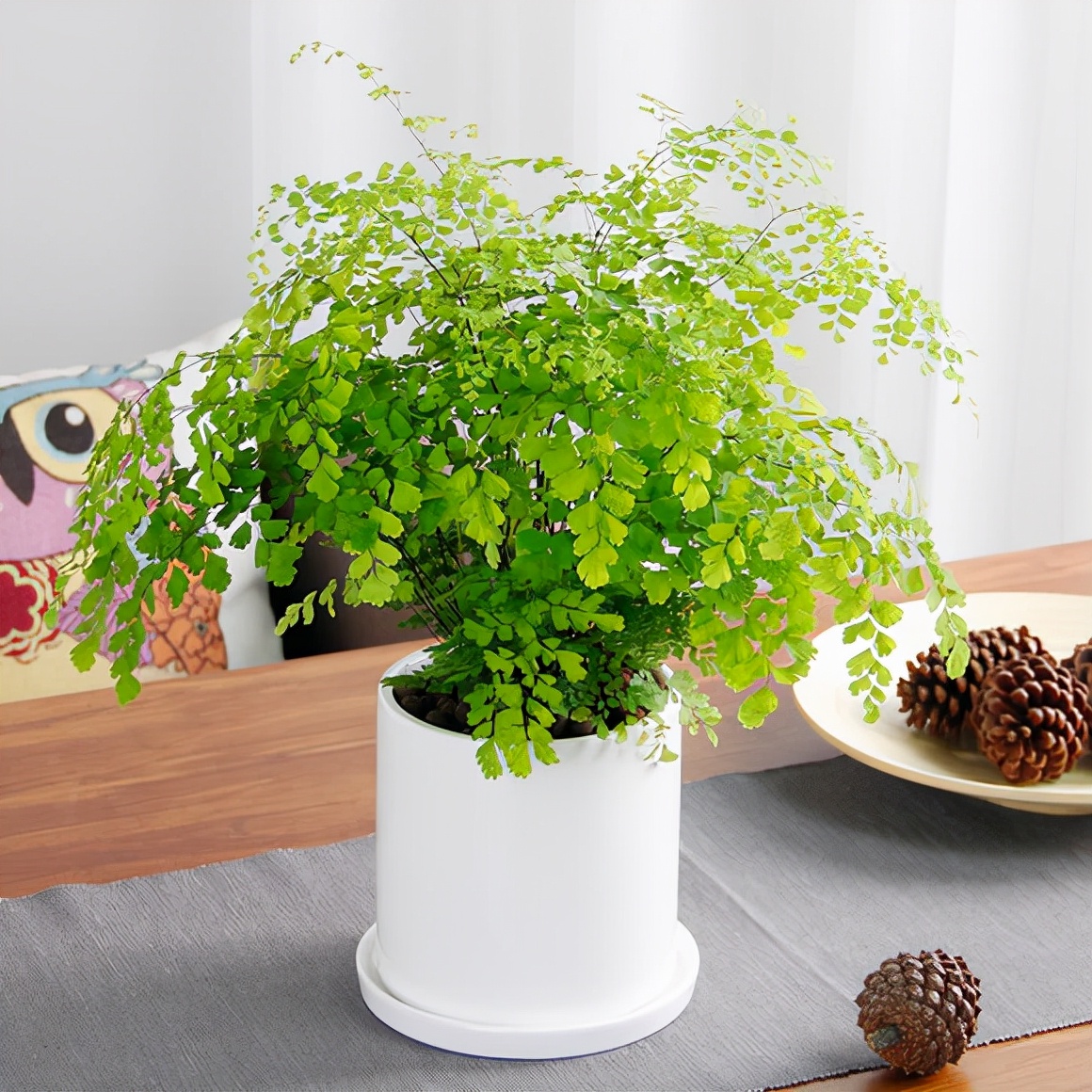 这13种花耐阴又好养蹭蹭长不停,光照不足也能养好的3种花