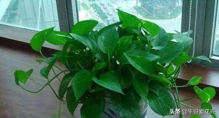 “3种花”冻伤不要扔，教你这样做，快速恢复生机，很有观赏性