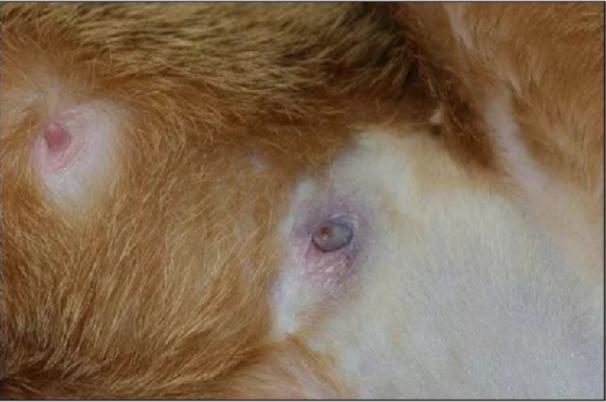 猫宫蓄脓什么症状,猫治疗乳腺炎吃什么药