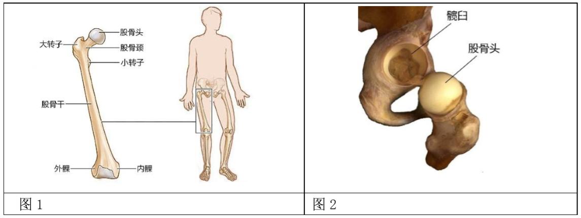 pipkin骨折,pipkin的视频