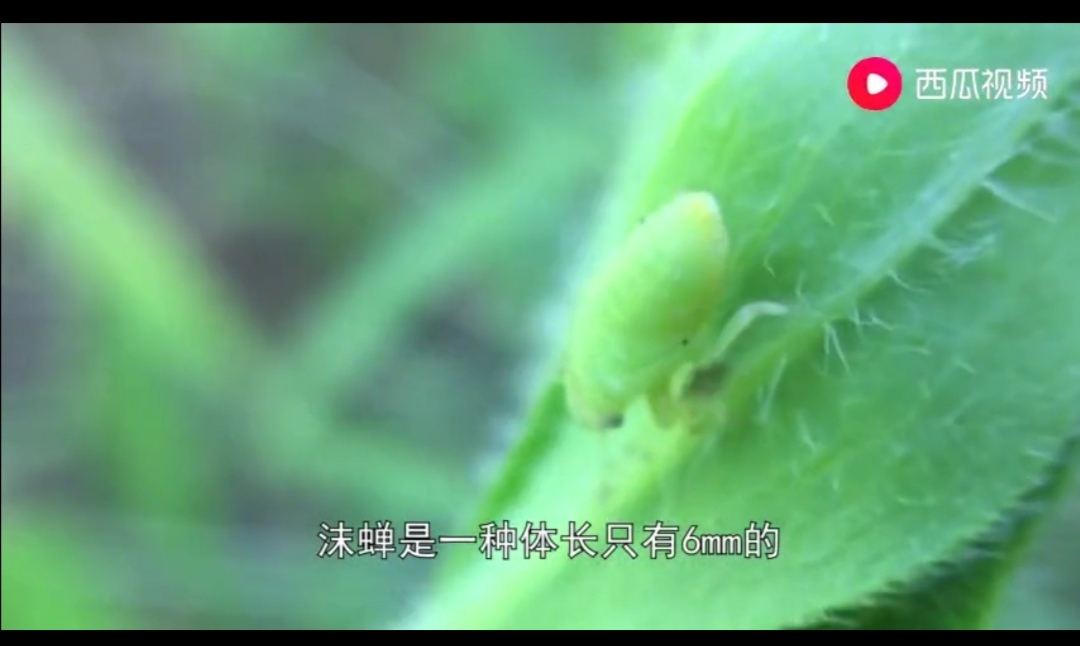 成都出现“鱼吃荷花”奇景？西瓜视频带你看拥有超能力的神奇生物