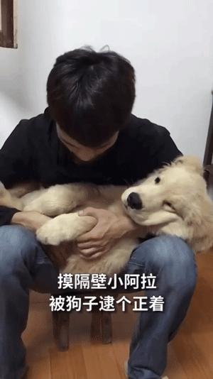 大金毛不听话怎样训练,大金毛根本不听话怎么办