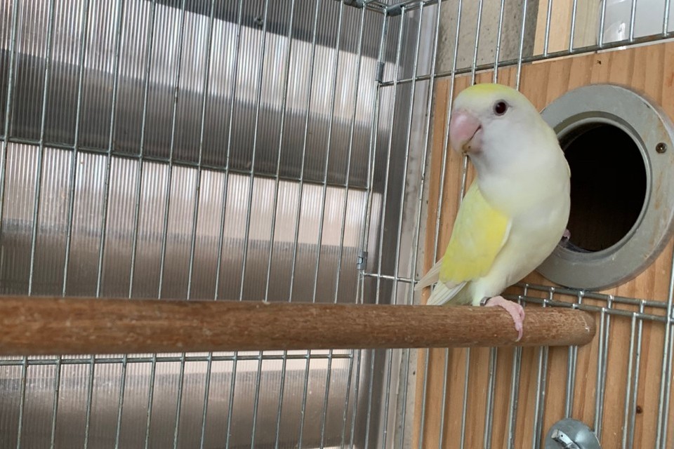 普兰牡丹鹦鹉是头类还是面类,面类牡丹和头面牡丹鹦鹉如何区分