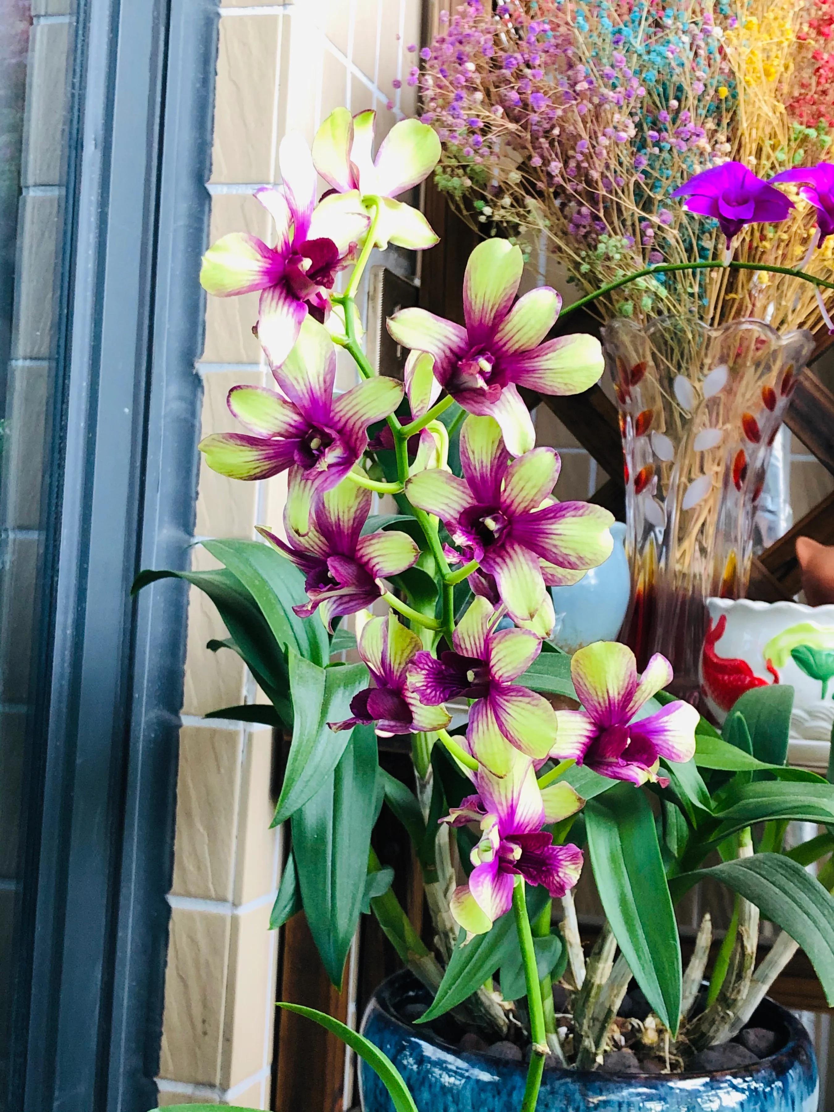 蝴蝶石斛兰怎么养,盆栽里长得像蝴蝶花的是什么花