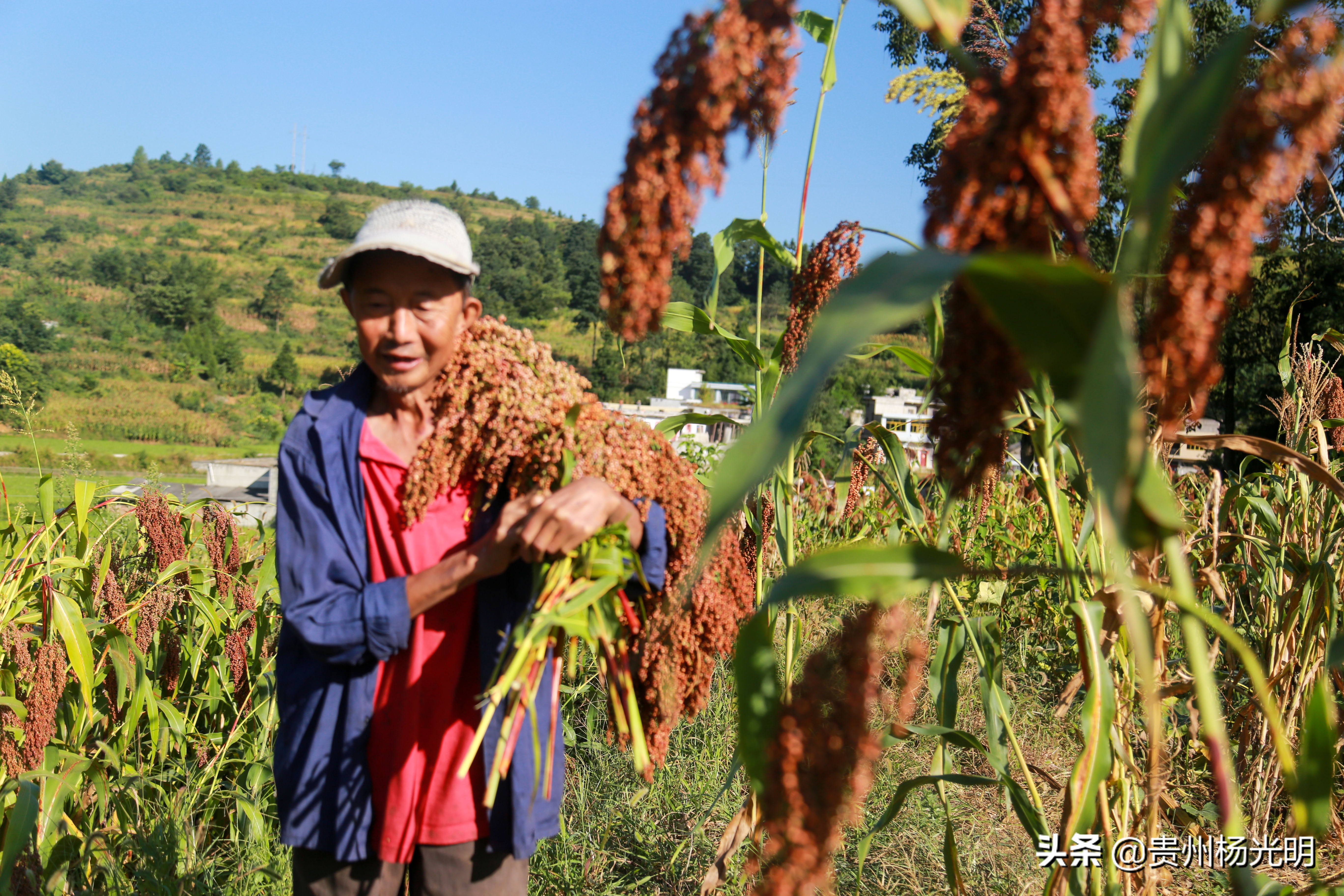 贵州毕节黔西县雨朵农场,江西萍乡葡萄喜丰收农民笑开颜