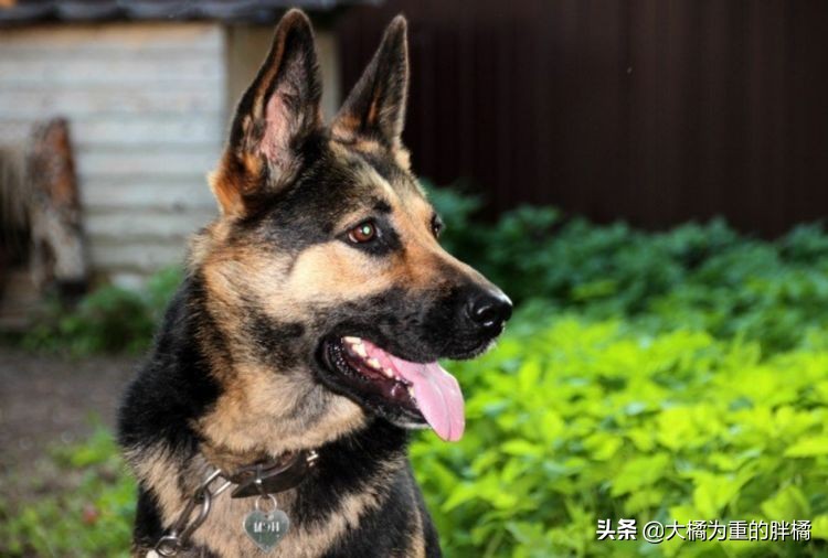 德牧纯不纯有什么标准,德牧天生只有一个淡淡的真相