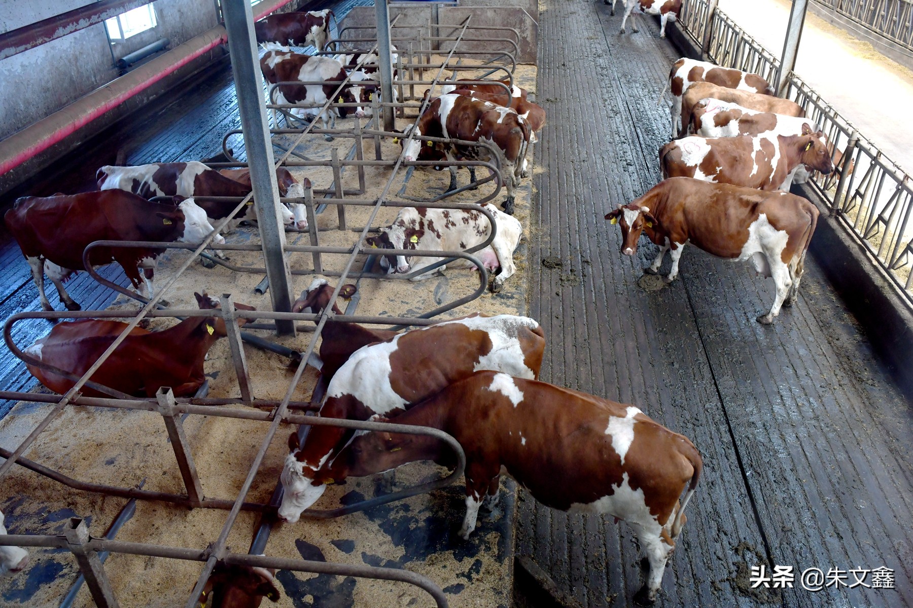 呼伦贝尔农垦纯牛奶三河牛,呼伦贝尔大草原三河牛