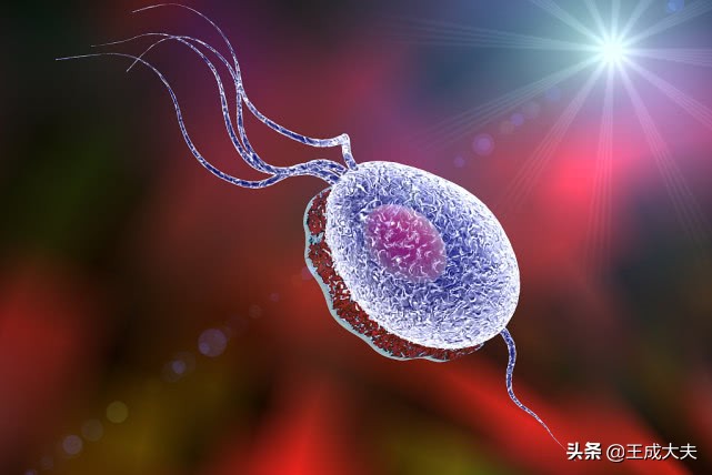 男性查滴虫阴虱,男性有毛滴虫要怎么检查