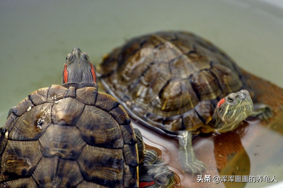 乌龟感冒症状及治疗方法,乌龟感冒怎么办最有效的方法