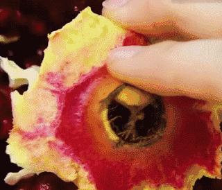 世界上最好吃的软籽石榴,软籽石榴不用吐籽的味道杠杠的