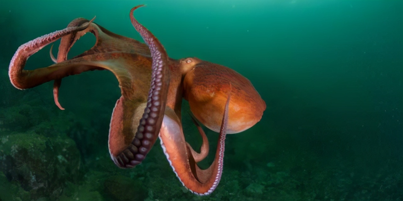 形似外星人的章鱼有多聪明,章鱼可能是最接近外星物种的生物