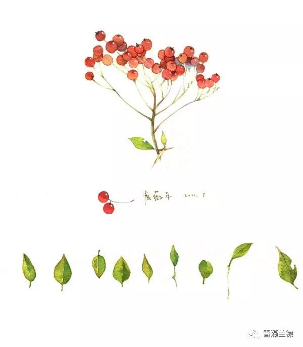 雪藻兰,雪藻兰独特作品