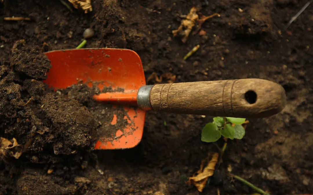 苦瓜开花坐果长不大怎么回事,苦瓜为什么老是开雄花不开雌花