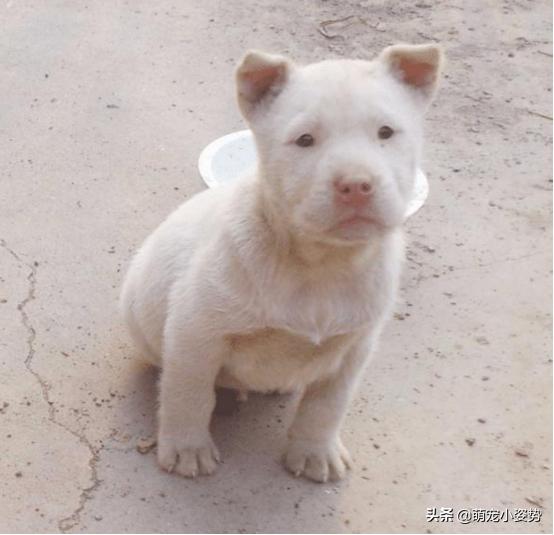 体型小好养不掉毛的中华田园犬,中华田园犬四眼铁包金长大什么样