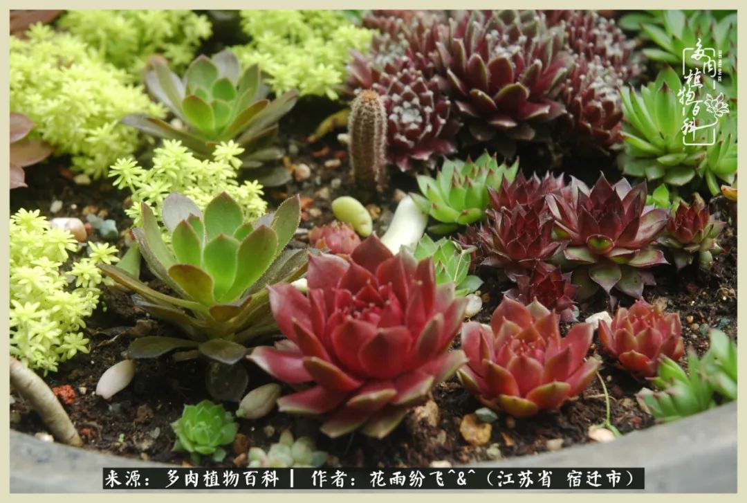 我家老臧：从反对到爱屋及乌的多肉守护人