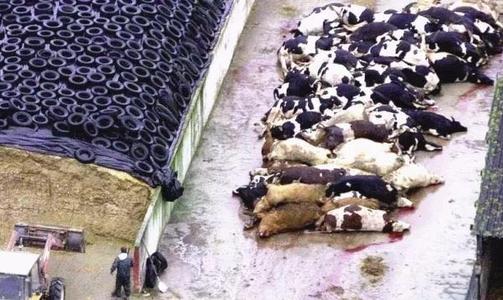 你知道人为什么要吃东西吗,你知道为啥人不能吃得太饱吗