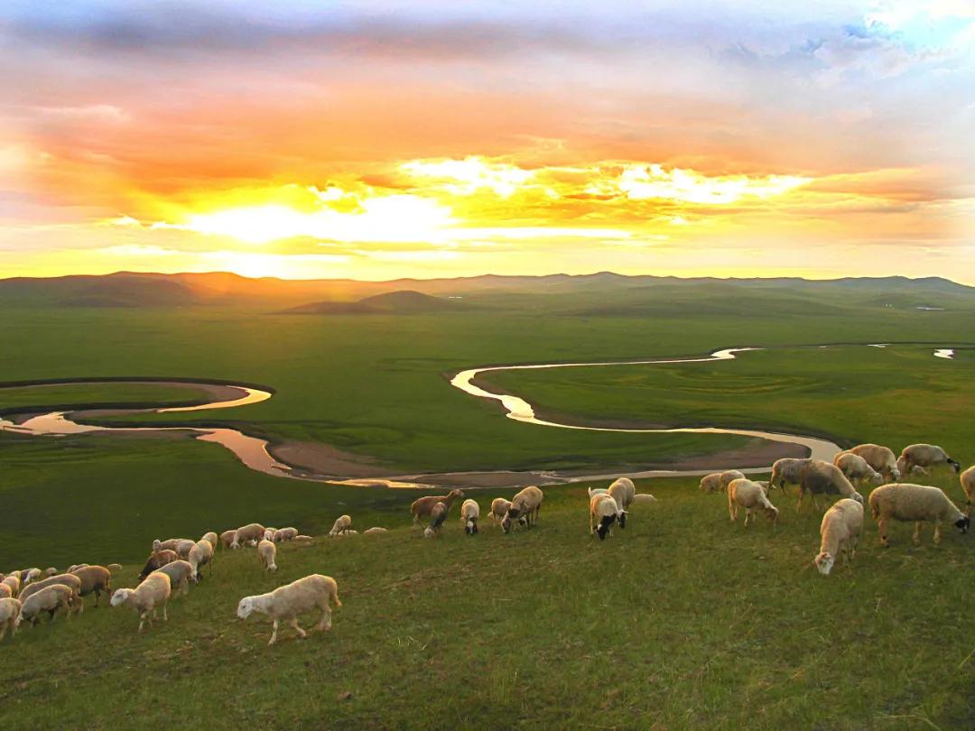 八月的呼伦贝尔大草原,辽阔的呼伦贝尔大草原风景