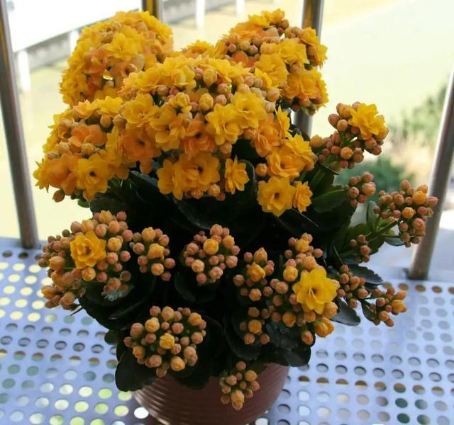 十大吉祥花,十大旺宅吉祥花