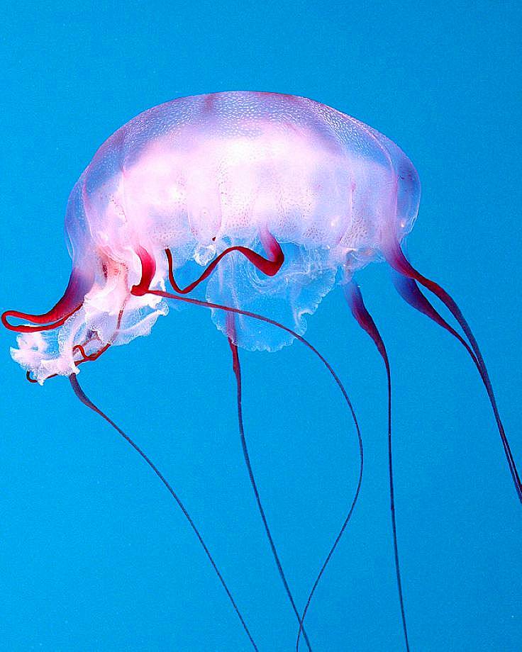 天山童姥什么武功返老还童,天山童姥为什么会北冥神功