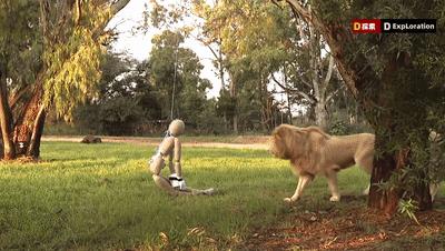 遇到猛兽如何自救100字,面对大型猛兽如何自救