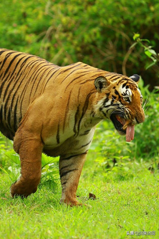 虎王拉贾孩子,虎王拉贾儿子怎么死的