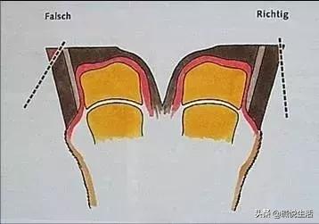 奶牛瘫痪症诊断,奶牛跛行的早期发现及五步修蹄法