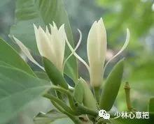 中药图片大全名称,中药图片大全带药名高清