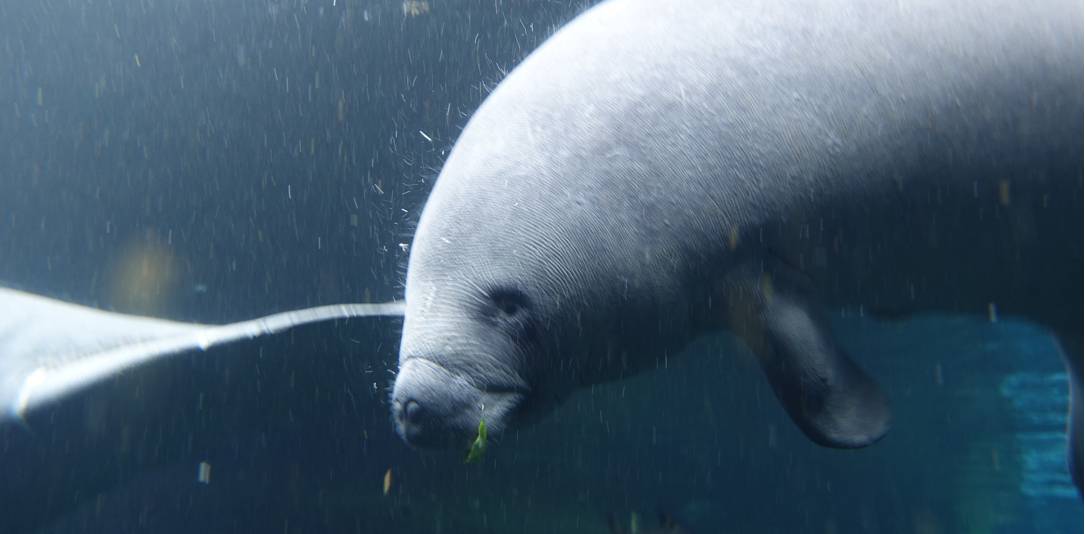 珠海长隆海洋王国游玩省钱攻略,珠海长隆海洋王国游玩攻略时间表