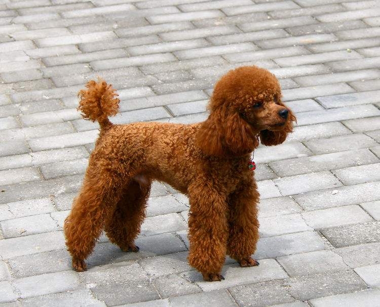 纯种泰迪犬和串串泰迪犬,纯种泰迪犬的6大特点