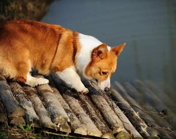 45种狗狗很难得一见你认识几种,45种最难得一见的狗