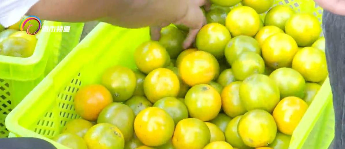 冰糖橙最新行情,冰糖橙即将上市