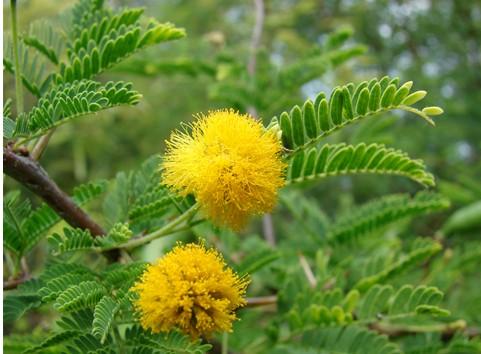 盘点世界各国国花你最喜欢哪种,盘点各国国花
