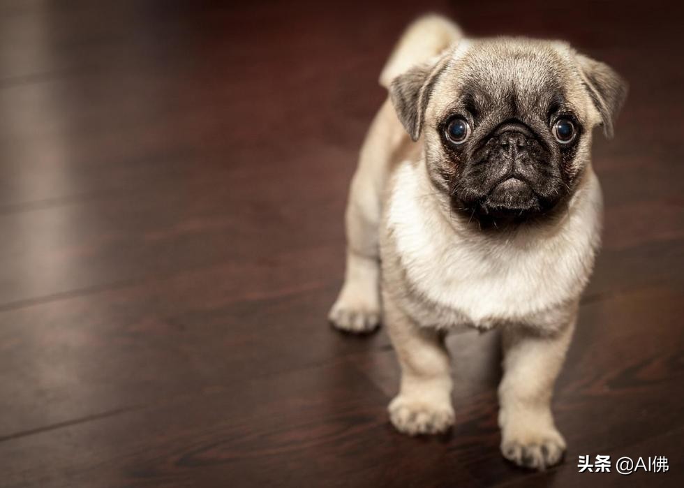 美国最受欢迎的100组小狗名字