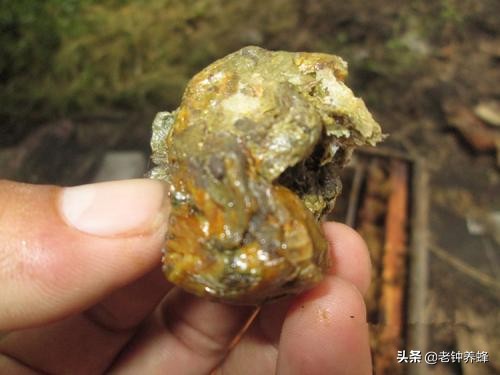 养蜂的时候怎么收获蜂胶,蜜蜂原来是这样采蜜的