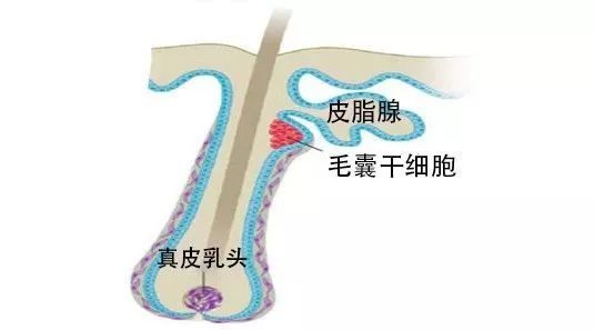 秃顶这件事就过不去了？两项新研究为治疗脱发带来新希望
