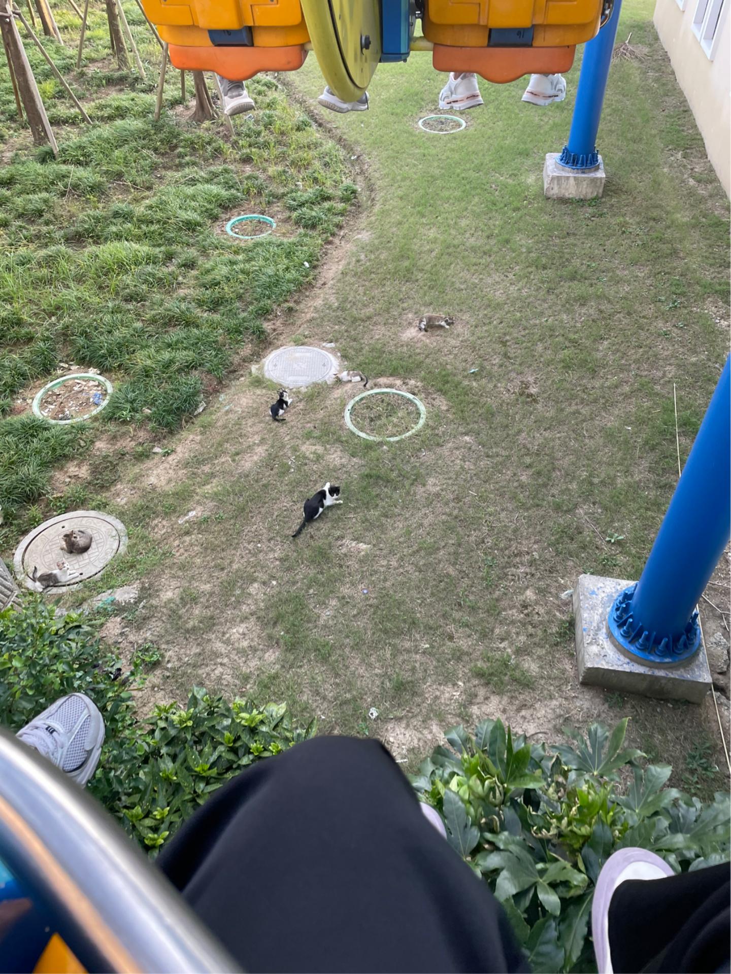 天气渐凉，苏州这几家游乐场又热闹起来，吃狗粮的机会又多了