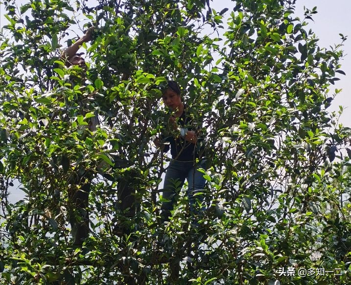 出租古茶树,古树茶地出租