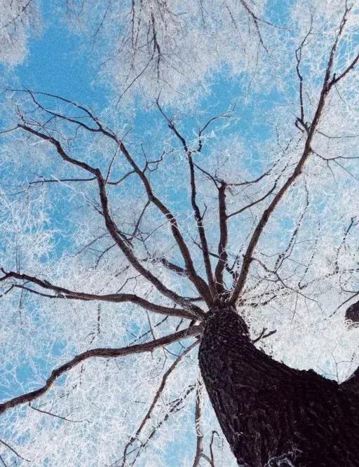 雾凇之美宛若仙境,连云港花果山雾凇美得像仙境