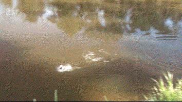 路亚拟饵打捞神器,路亚弹射抛投器