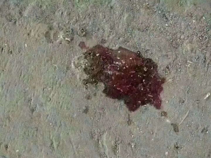 鸡拉黑粪便是怎么回事,鸡拉黑便是什么病