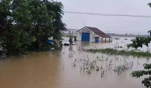 农村小伙养了十只黑鸡,回乡养本地黑鸡的90后小伙