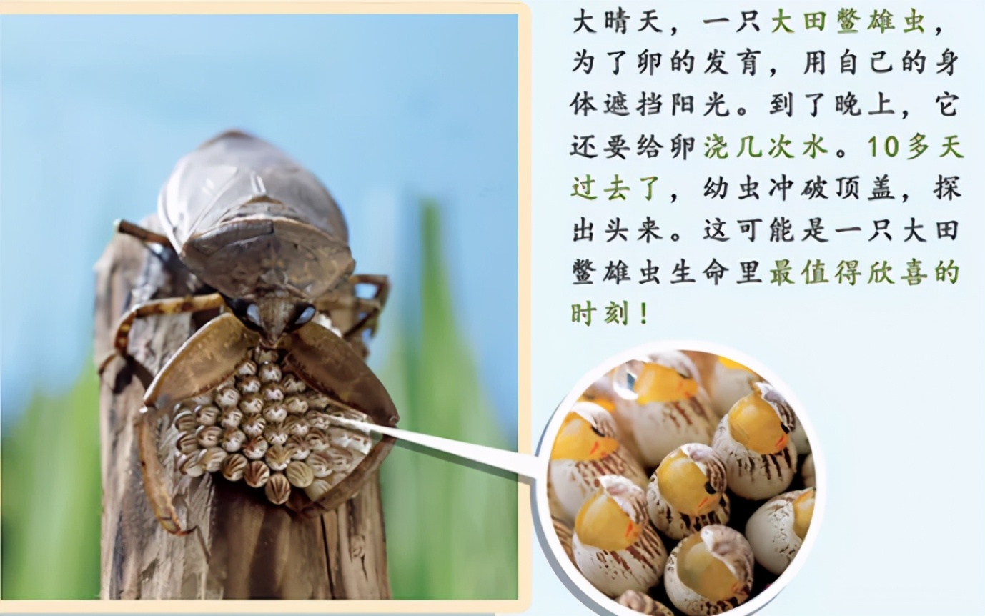 6-7岁经典绘本书单推荐,6-10岁绘本推荐书单