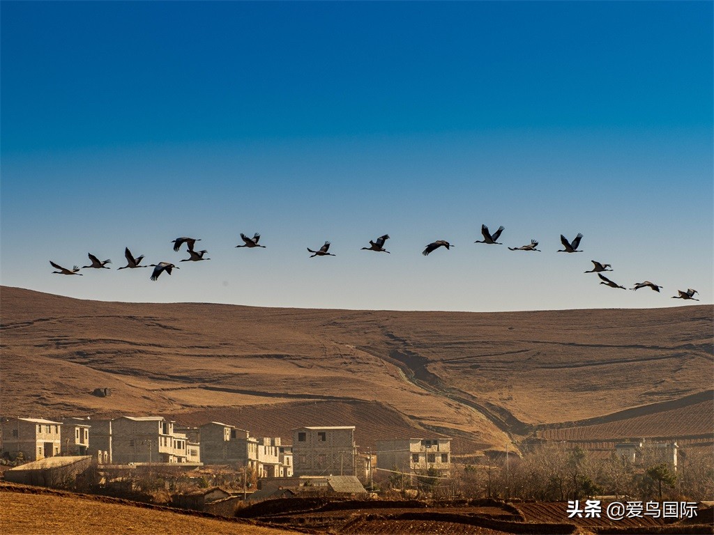 鸟类最好看的照片,100张绝美鸟类图片