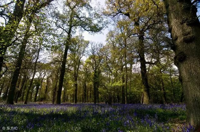 铝材家具好还是木材家具好,做家具什么木材最好最环保