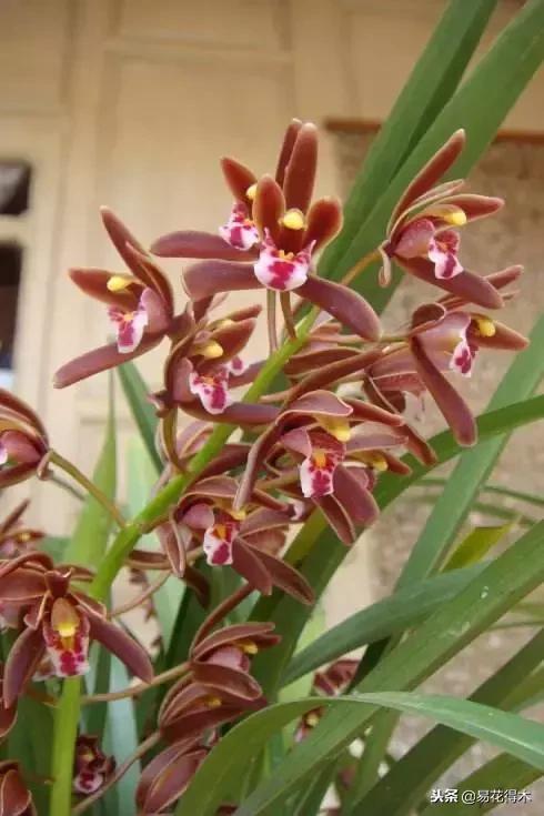 蜜蜂兰和兰花有什么不一样,极品兰花蜜蜂兰