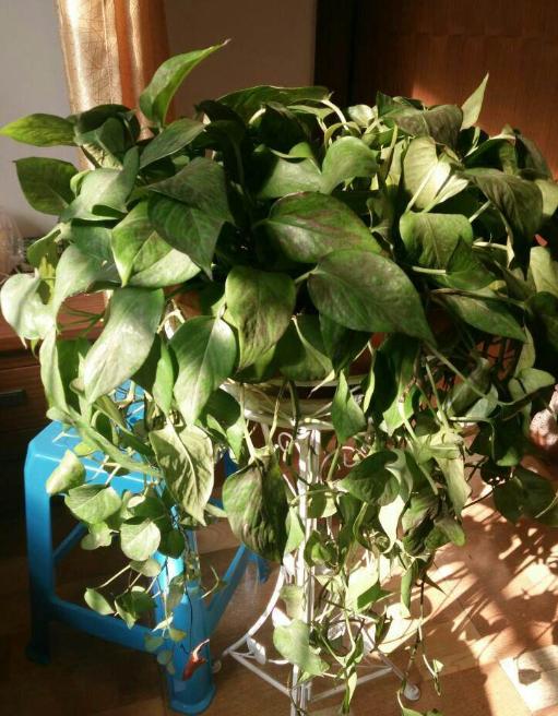 绿萝叶子为何会发黄,绿萝用这三招叶片绿油油